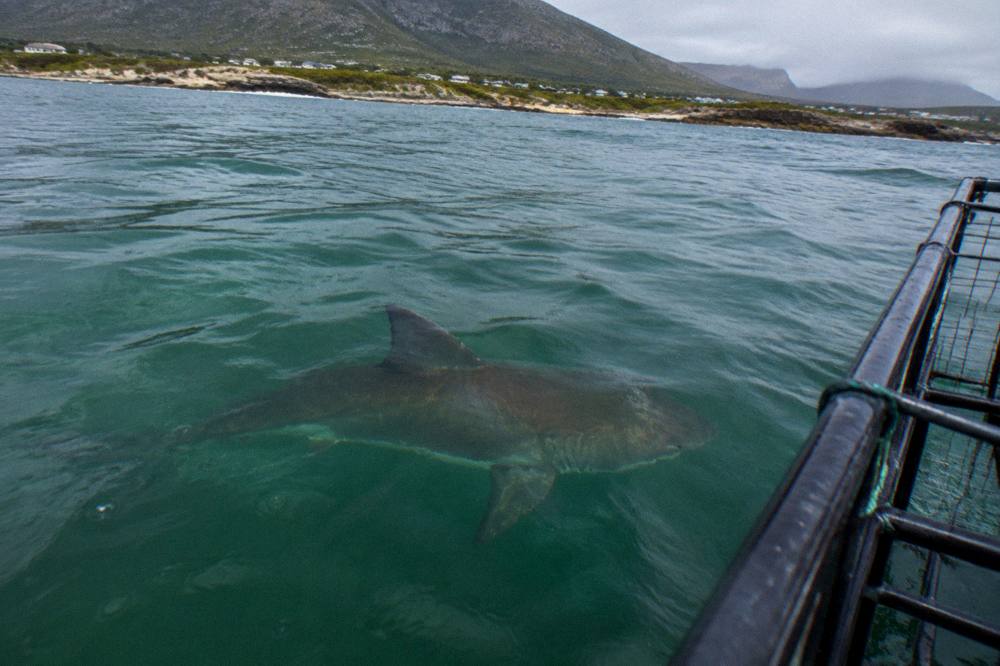 A bronze whaler shark swimming just below the surface with a cage visible in the background