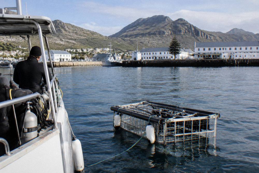 A shark cage floating beside a dive boat on calm blue-grey water near a harbour