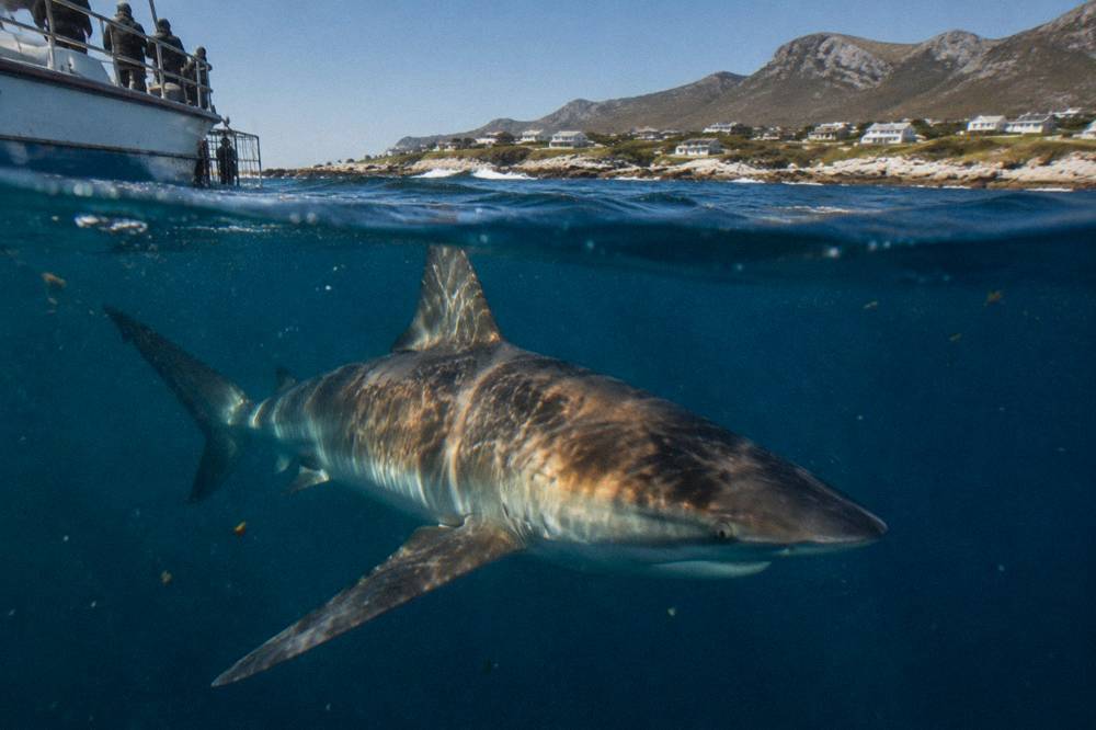 A large bronze whaler shark swimming near the surface in dark blue water