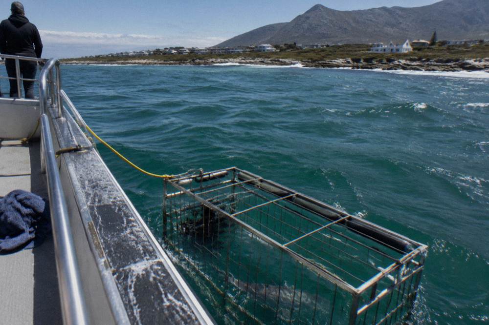A secured shark cage floating at the surface beside a dive boat in green ocean water