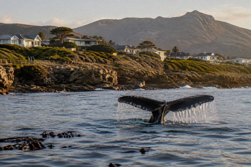 A whale fluke visible above calm water near a rocky shoreline