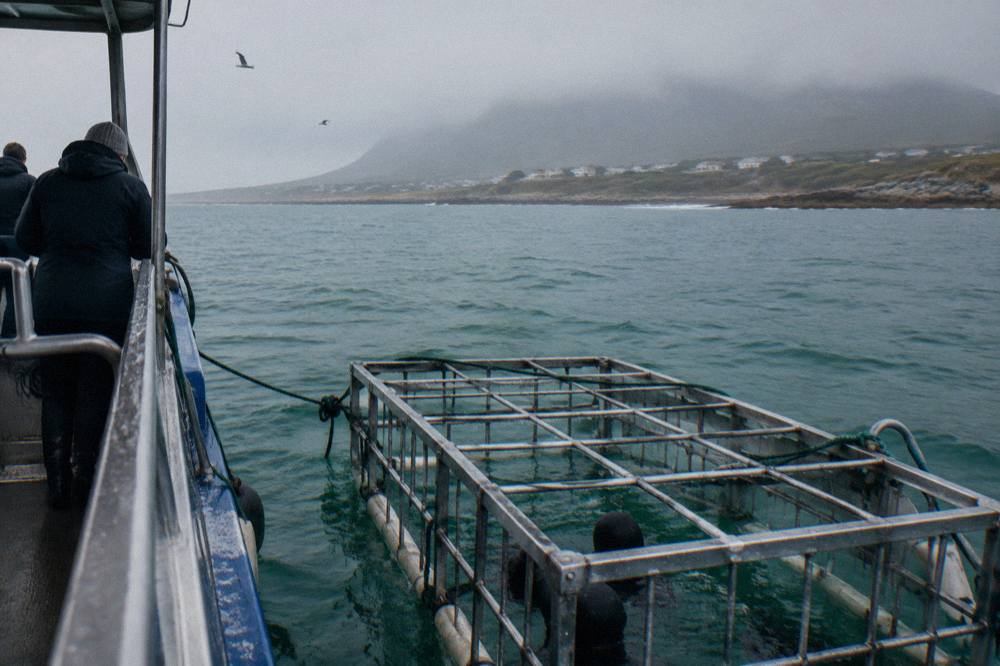 Cage floating beside a dive boat in green Atlantic water near Gansbaai