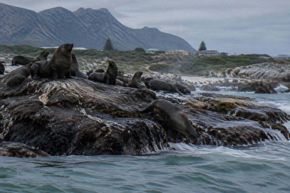Cape fur seals resting on rocks beside a narrow channel of cold ocean water