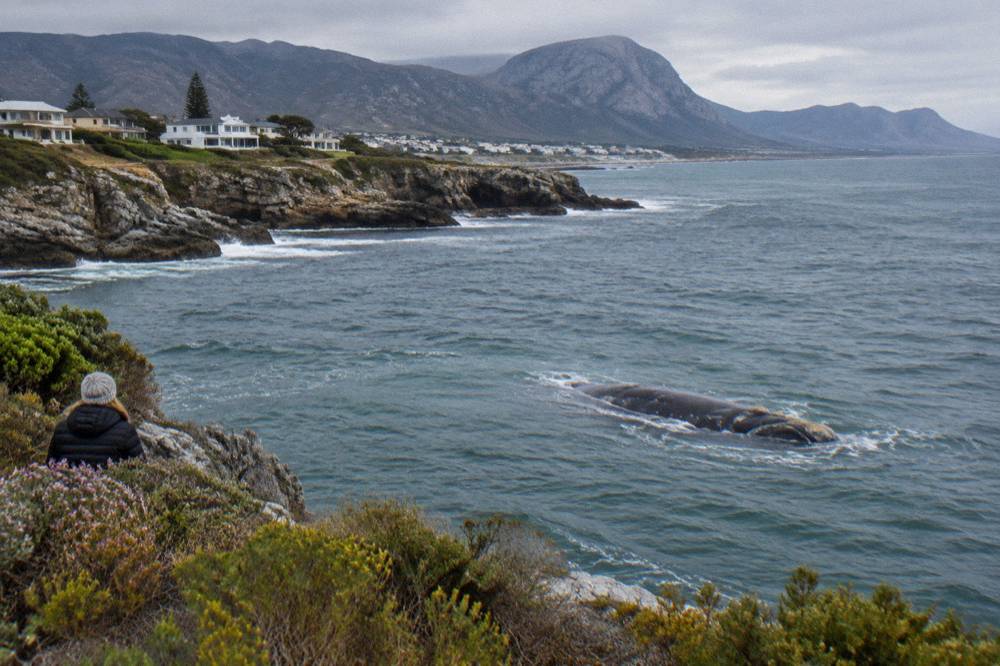 Southern right whale surfacing close to a rocky shoreline on an overcast morning