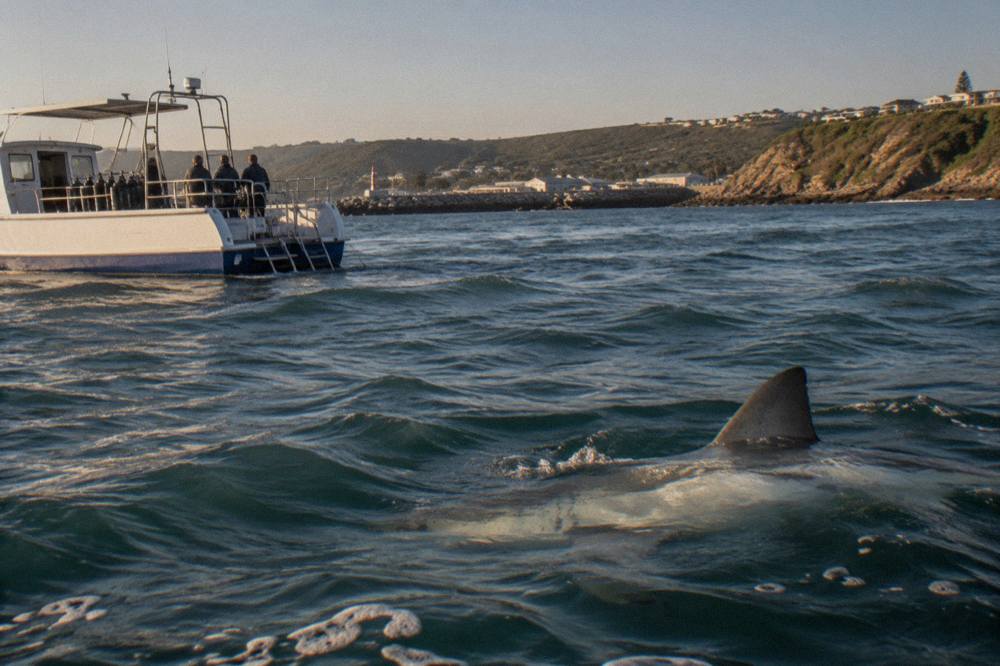 A great white shark swimming near the surface beside a dive boat in open water