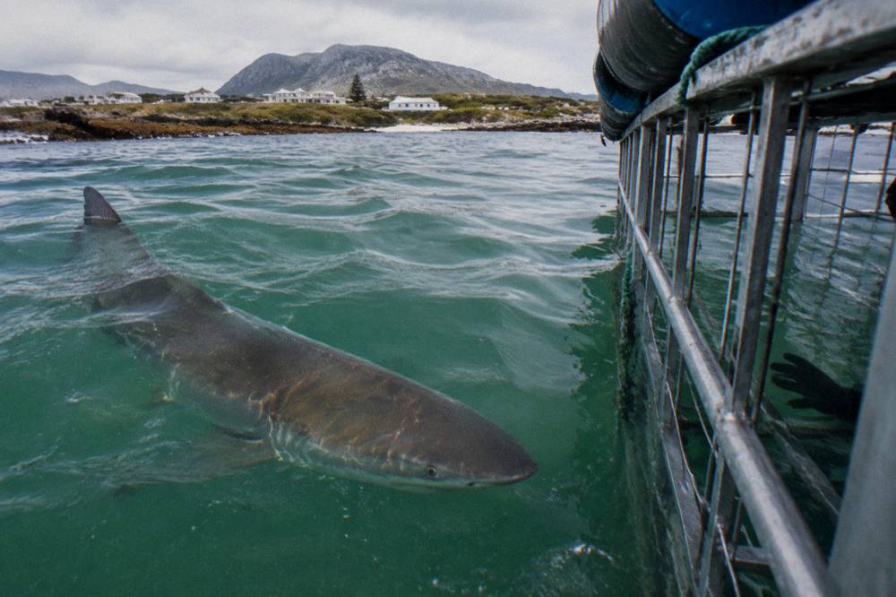 A bronze whaler shark circling close to a floating shark cage in green water