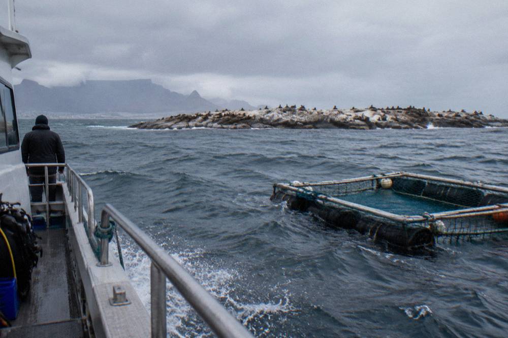 A floating shark cage at the surface beside an anchored dive boat in open water