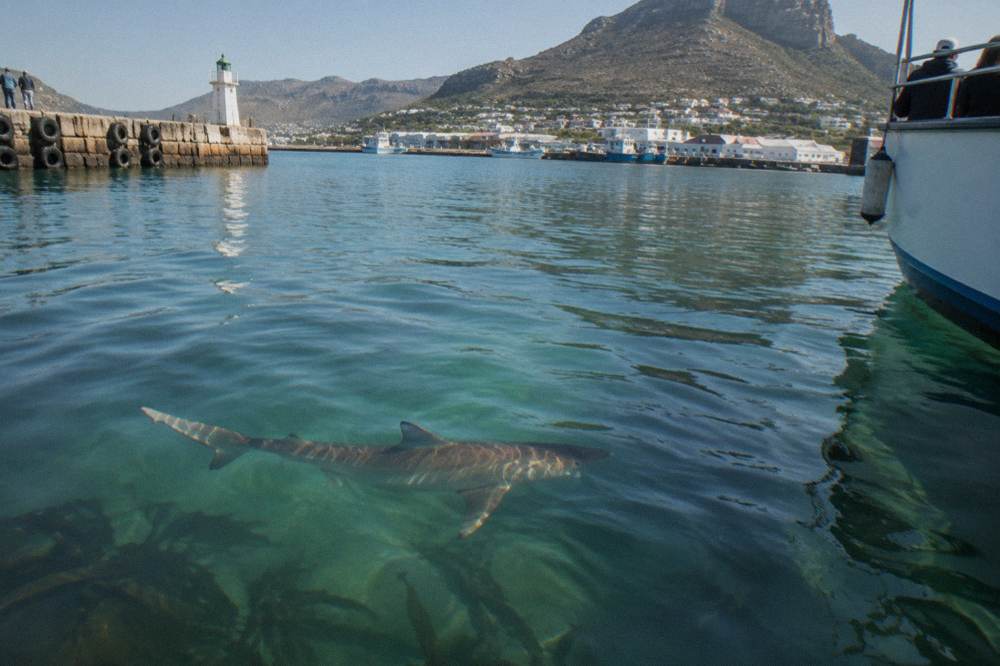 A bronze whaler shark swimming through clear green water near the surface