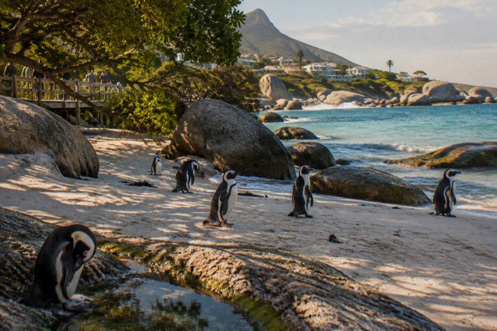 African penguins standing on the white sand at Boulders Beach near Simon's Town