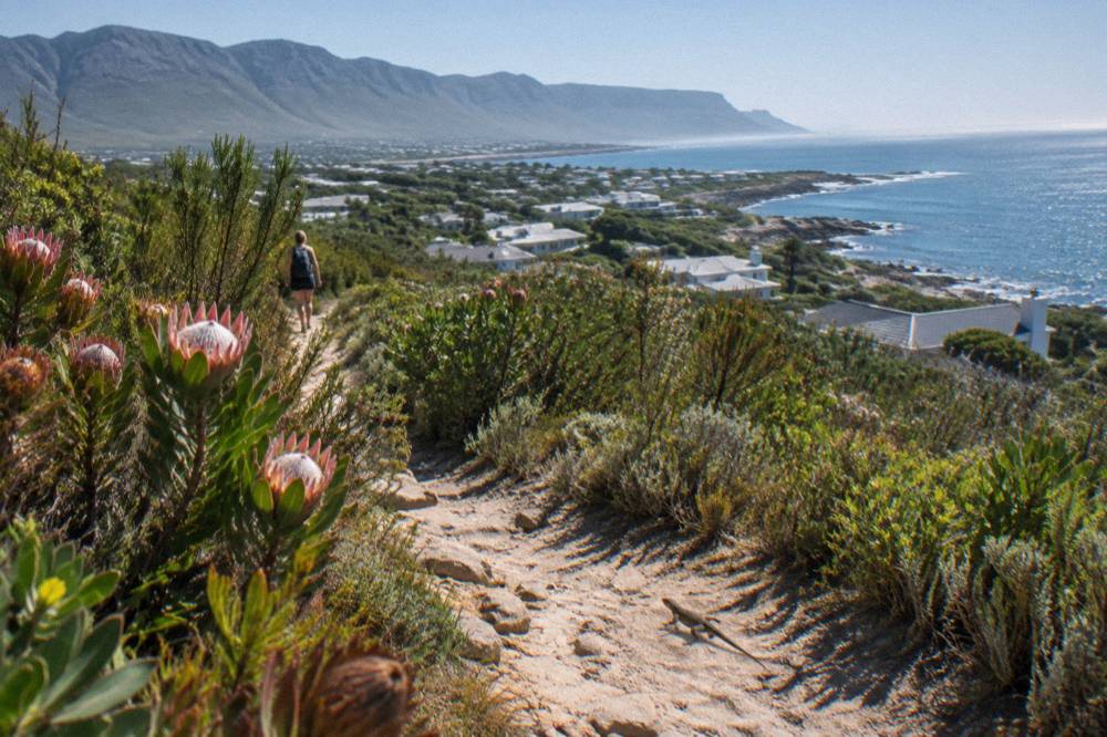 Mountain fynbos trails above a coastal town with the sea on the horizon