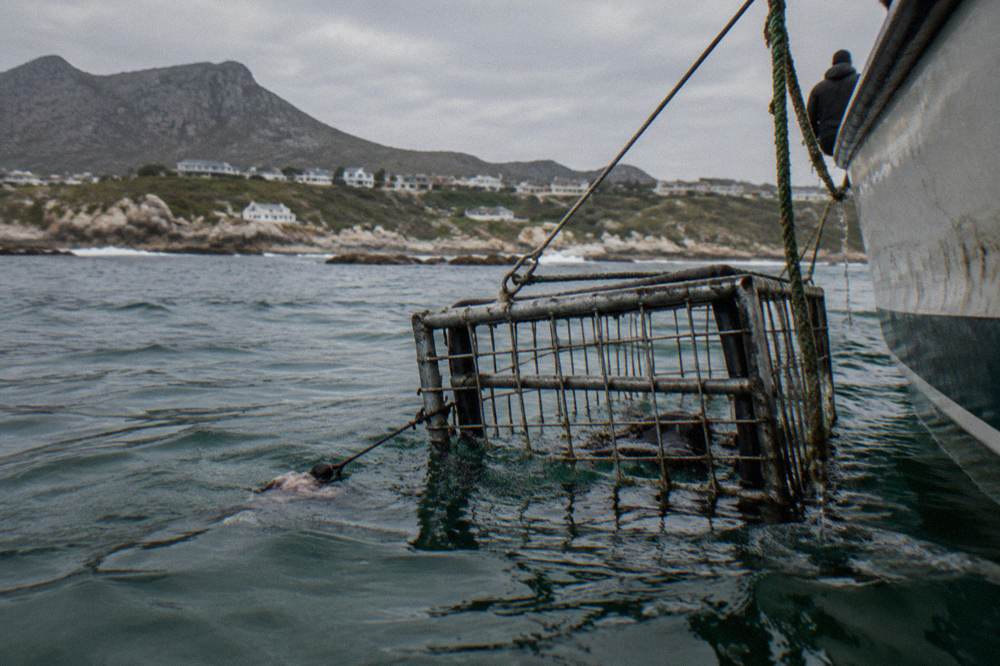A metal shark cage lowered into green water beside a boat.