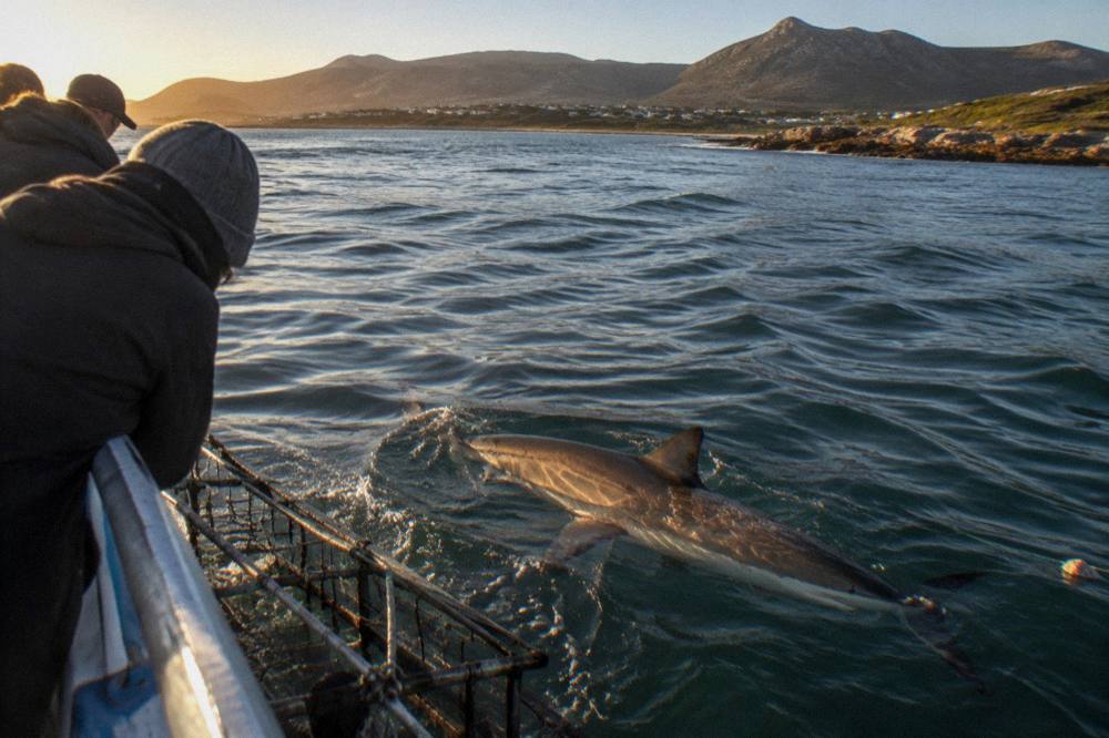 A bronze whaler shark swimming near the surface beside a shark cage.
